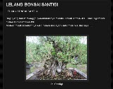 LELANG BONSAI SANTIGI