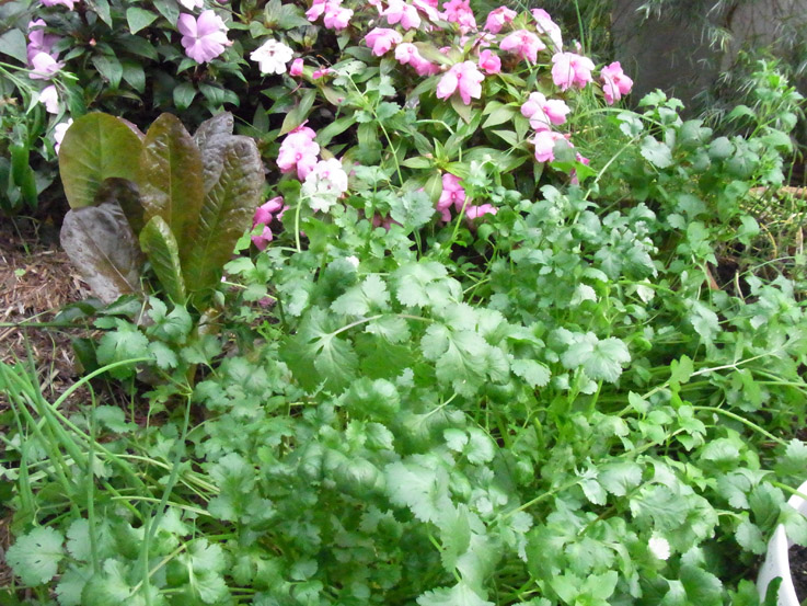 Garden amateur Doing well in winter