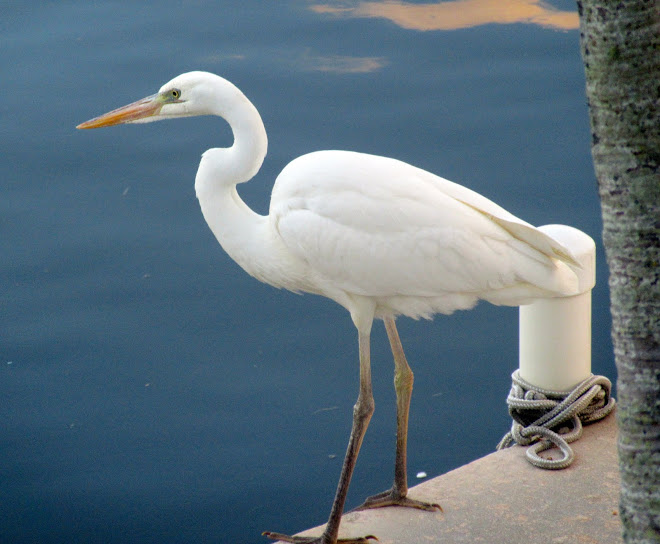GREAT WHITE EGRETS HAVE BLACK LEGS & FEET WHILE THE GREAT WHITE HERON HAS LIGHT GREENISH LEGS!