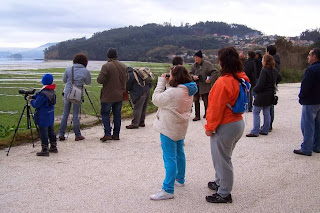 Avistamiento de aves en Salnas de Ulló, Vilaboa, Pontevedra