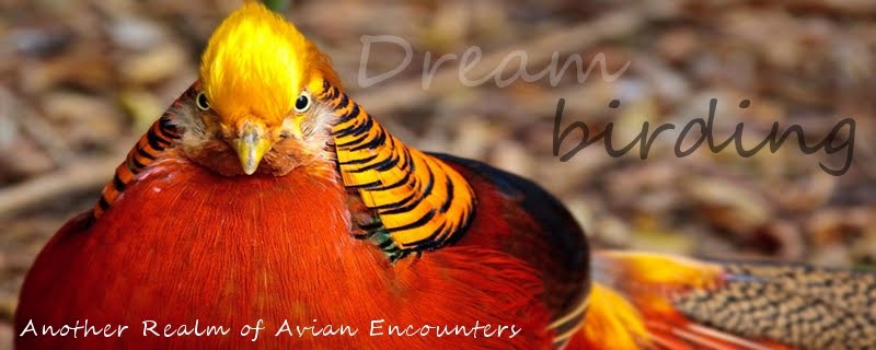 Dreambirding - Another Realm of Avian Encounters
