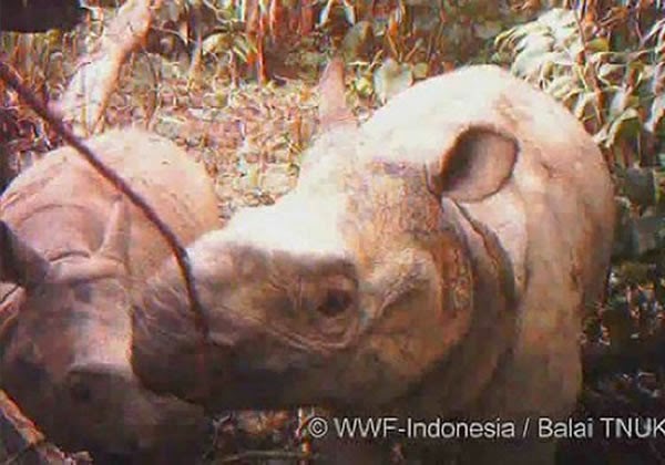 Hutan Dengan Hewan Endemik Paling Unik Di Indonesia