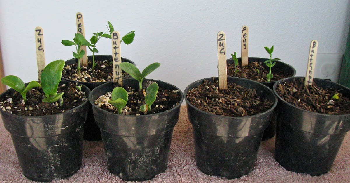 Harmony Gardens: Waterlogged Soils and Soil-less Growing Mix