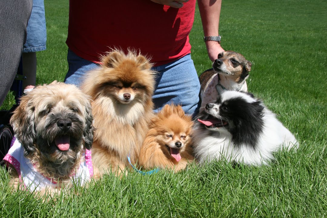 Breeding And Sale Of Dogs Welfare Act Penalties Breeding And Sale Of Dogs Welfare Act Penalties