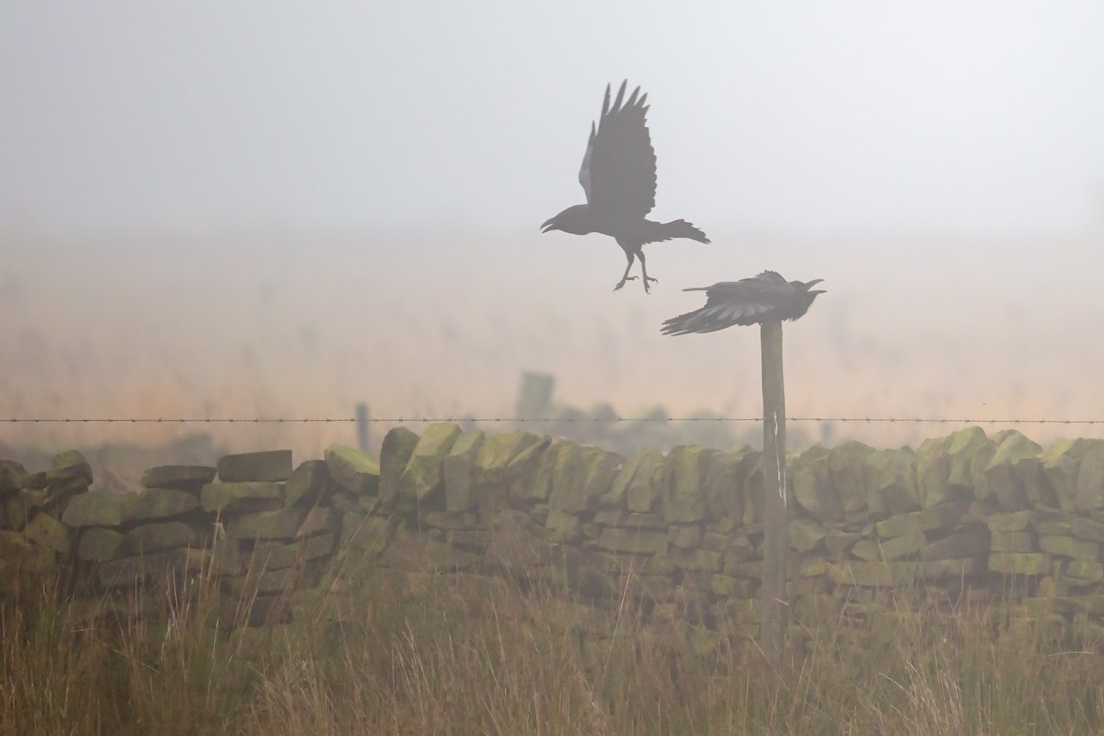 darley dale wildlife raven in the mist darley dale wildlife raven in the mist