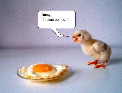 CHISTES DE POLLITOS CHISTES DE HUEVOS CHISTES DE POLLITOS CHISTES DE HUEVOS