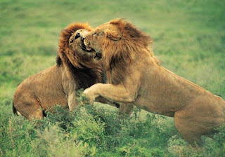 Interesting Facts About Lions