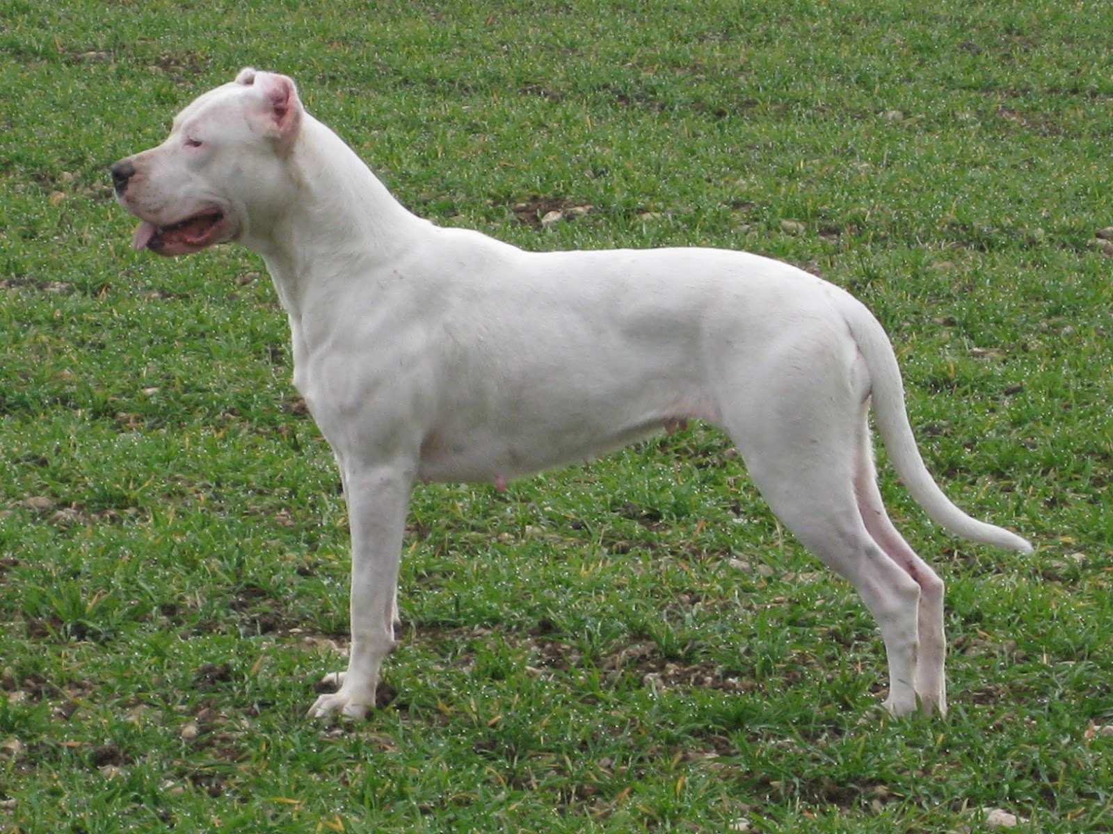 Todo sobre perros DOGO ARGENTINO