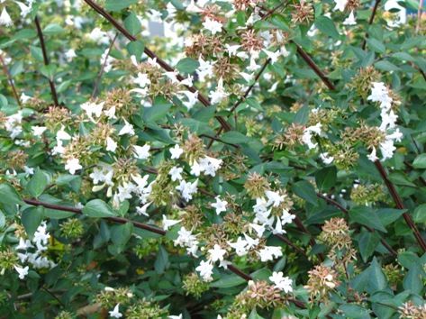 Glossy Abelia Shrub