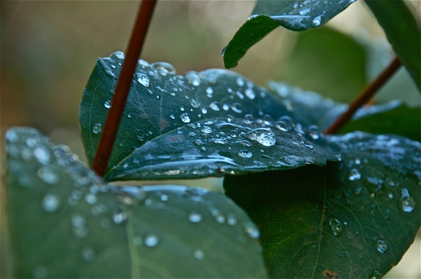 Short essay on nature picture