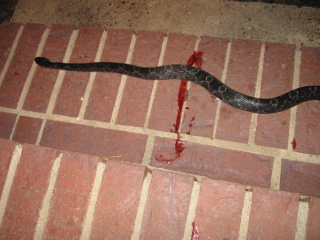 Jims Daylily Blessings Good Snake Bad Snake