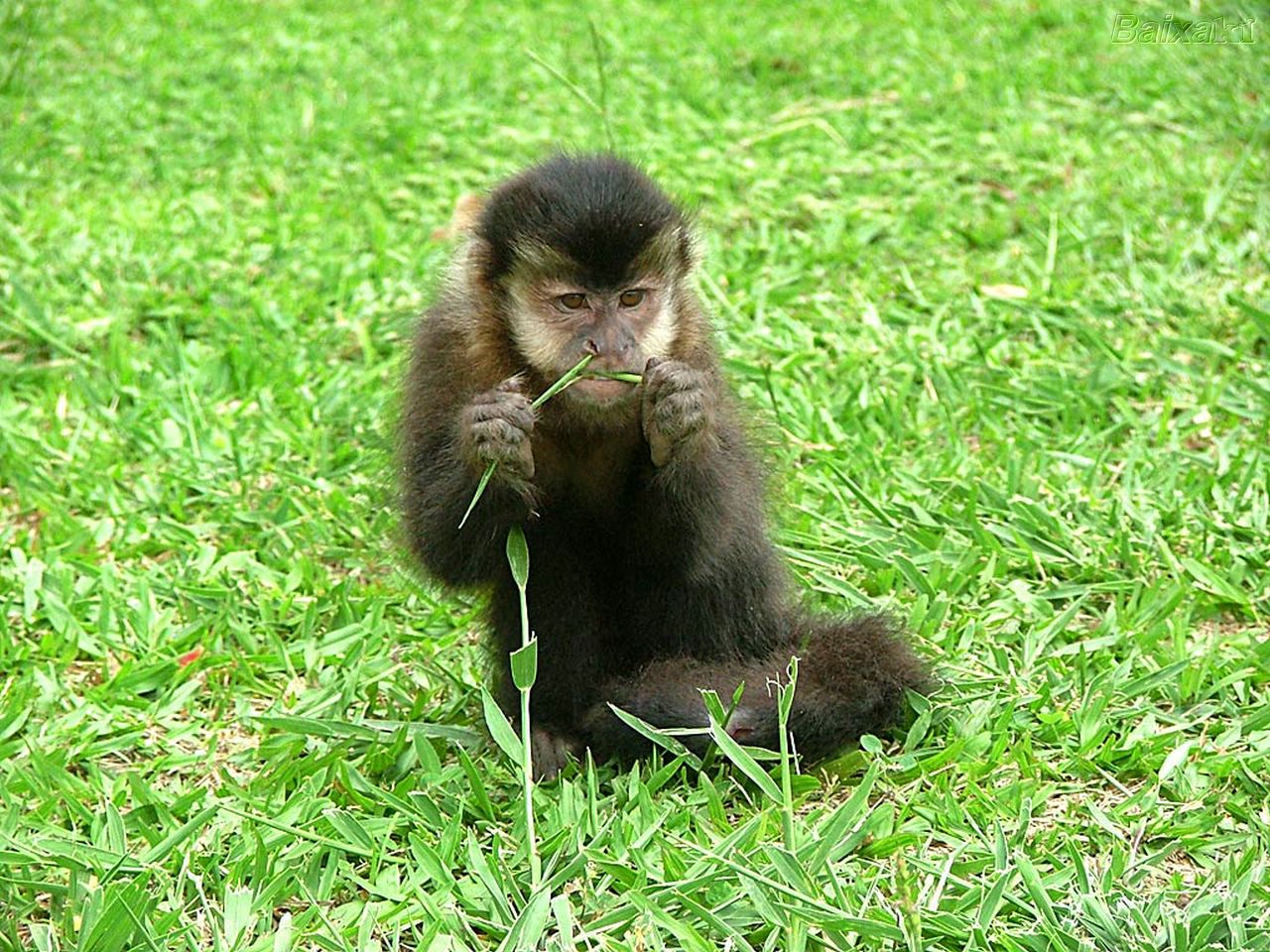 Macaco-prego - Biologia - InfoEscola