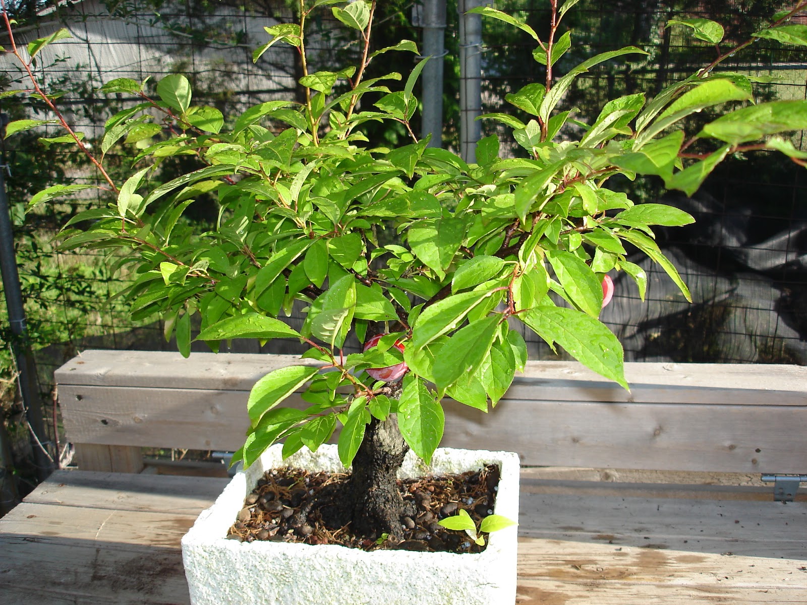 Bent Tree Bonsai July 2013 Bent Tree Bonsai July 2013