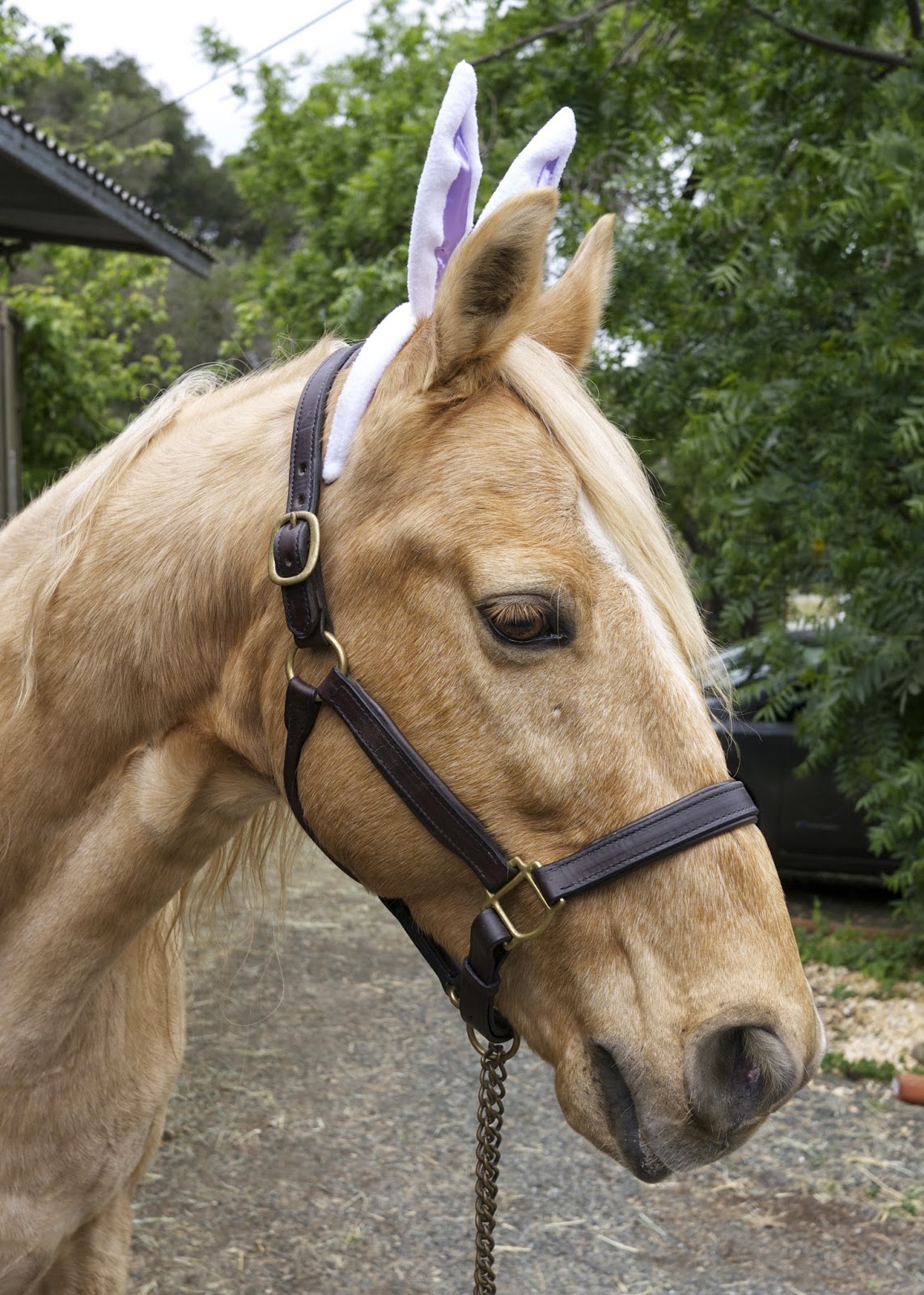 Easter Shenanigans DIY Horse Ownership