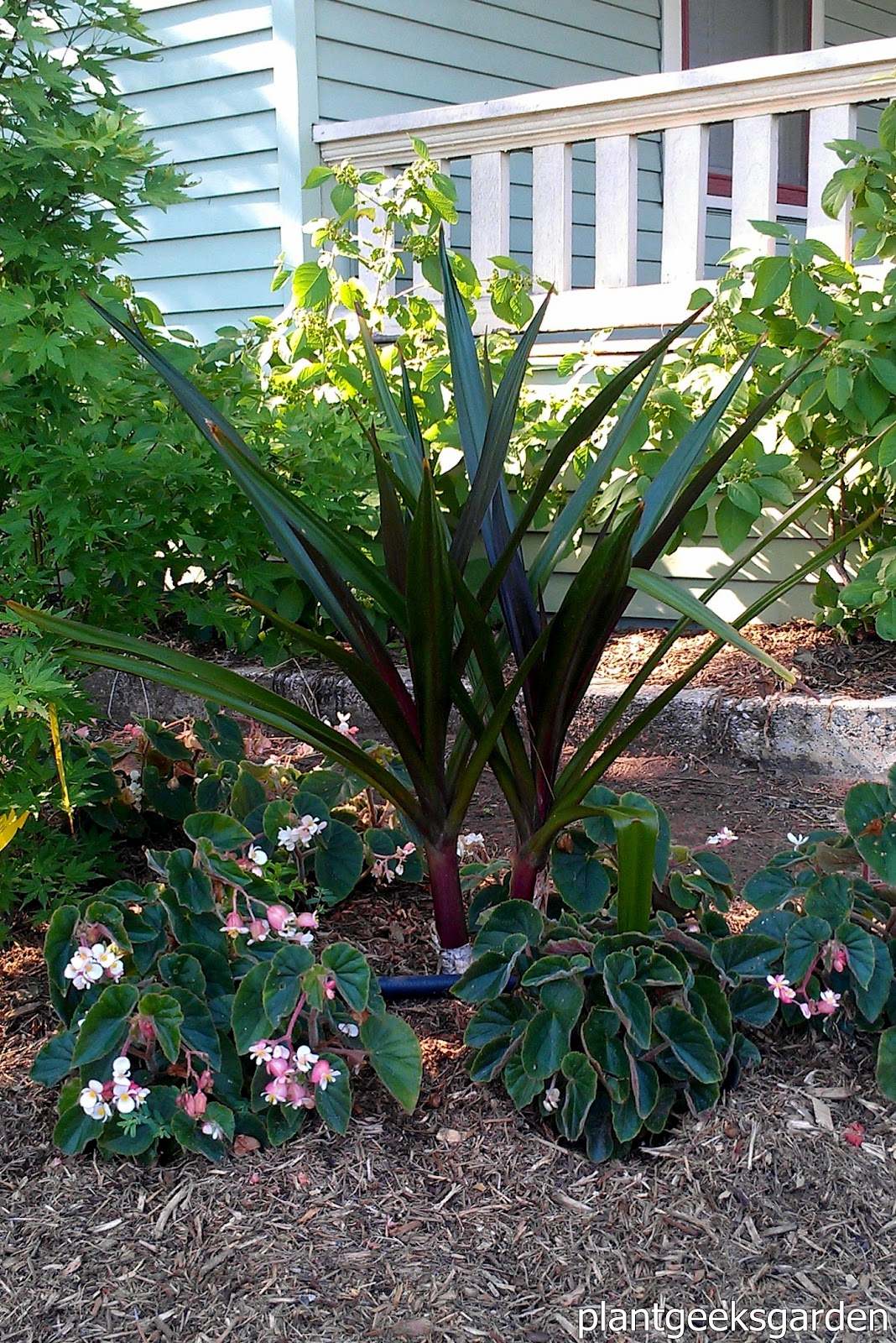 Shade Tropical Update