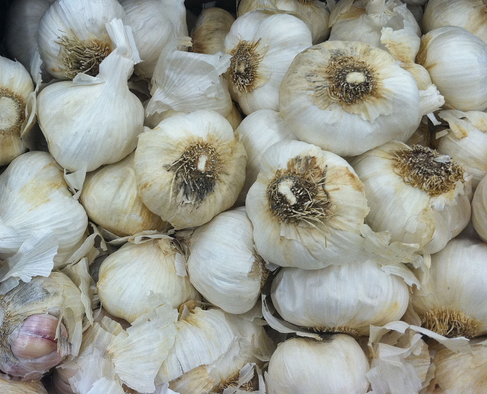 How to Grow Garlic in Pots Garden How