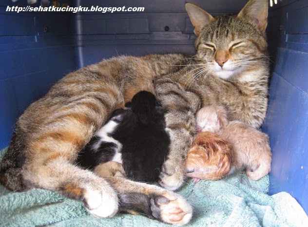 memelihara kucing kesayangan dengan aman dan sehat cara merawat anak kucing yang baru lahir memelihara kucing kesayangan dengan aman dan sehat cara merawat anak kucing yang baru lahir