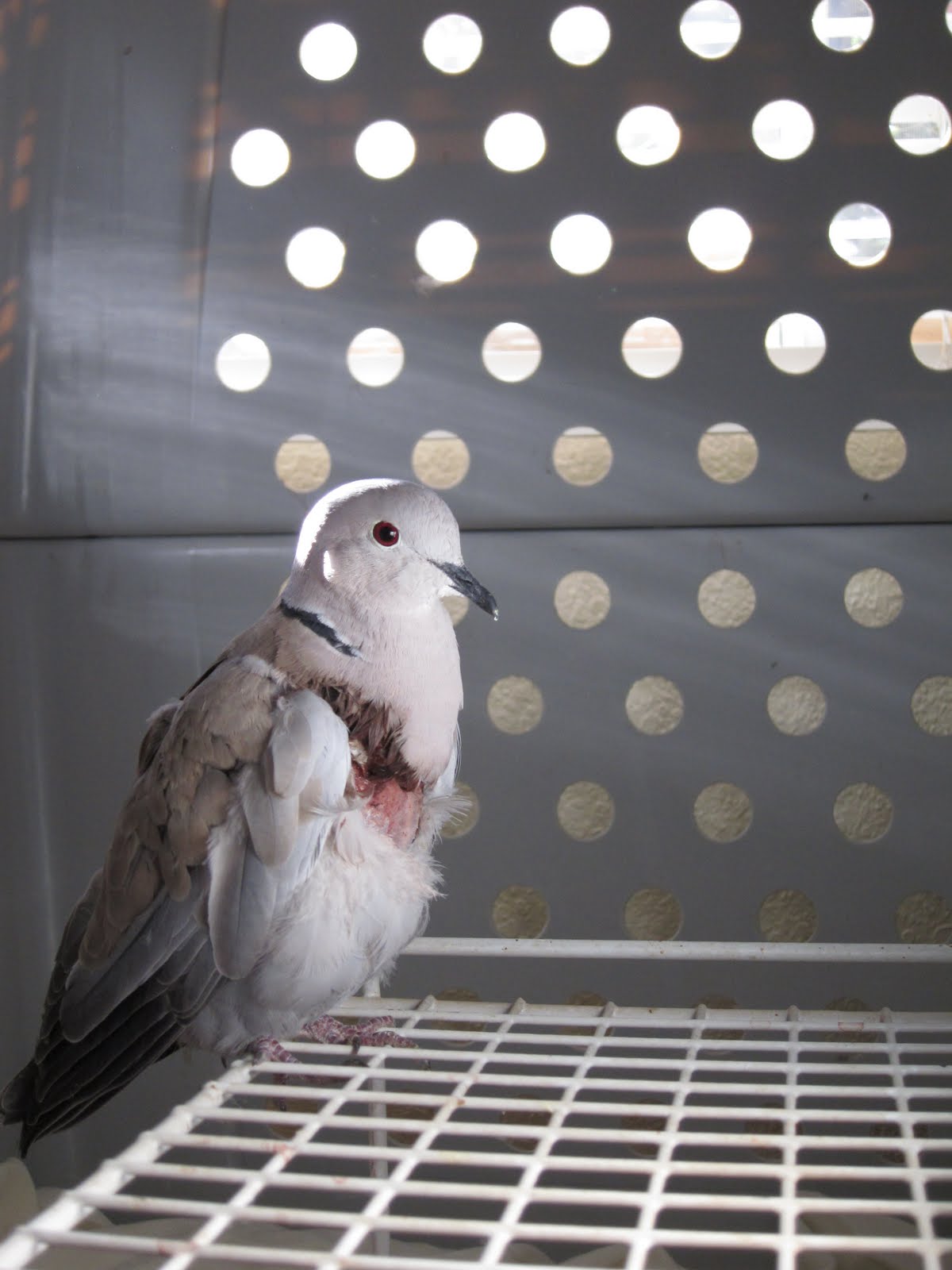 In the Shadows of Mountains Nursing an injured ringneck dove