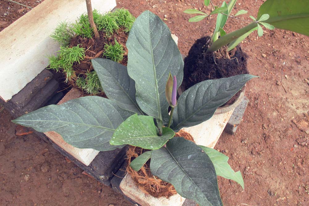 TUNE : Tune's Kokedama and String Garden