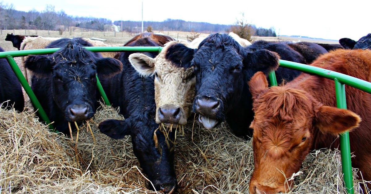 Fancy in the Country For the Love of Cows