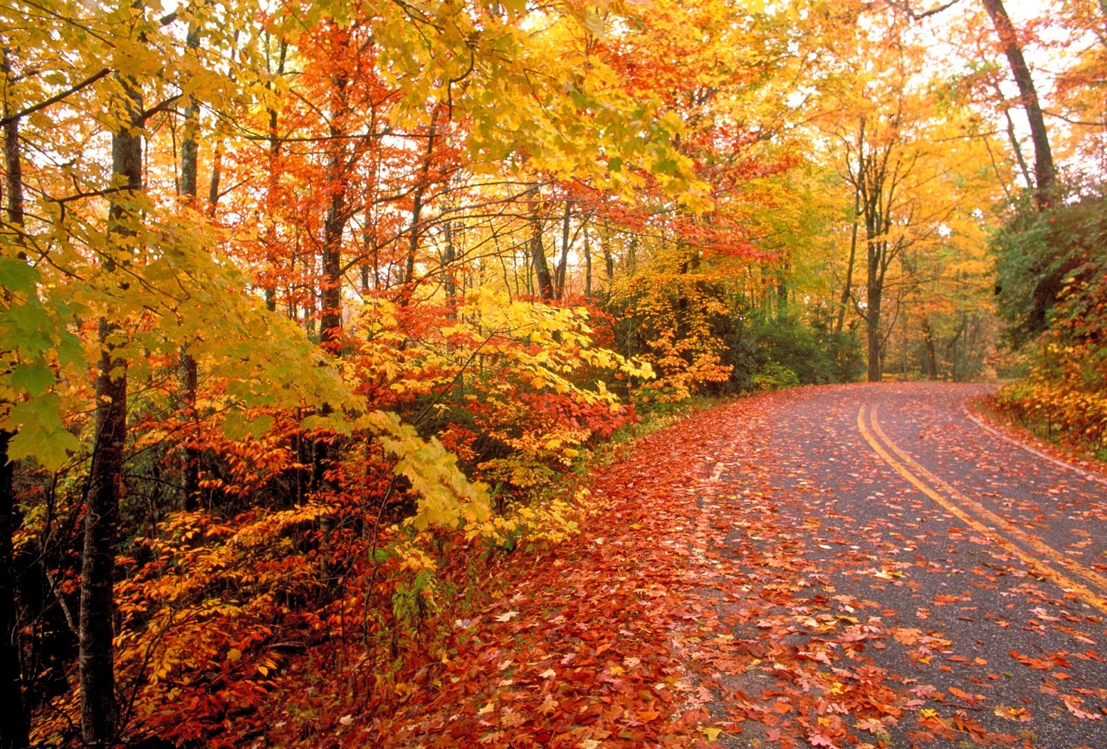 Best Drives in Kentucky for Fall Colors