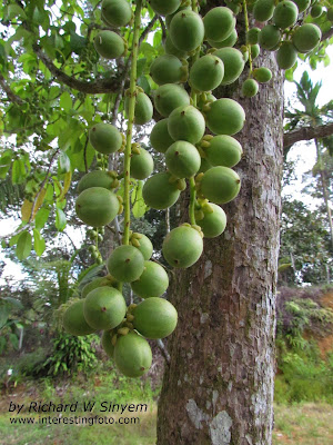 Baccaurea motleyana - Buah Rambai