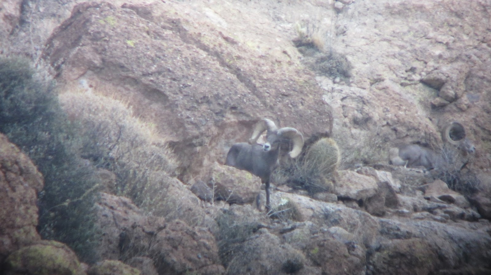 AZ+Desert+Sheep+Scouting+Photos+with+guides+and+outfitter+Colburn+and+Scott+Ouitfitter+3.JPG