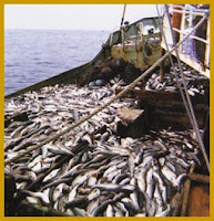 Fuente: http://www.bacalaodorado.com/imagenes/baccolor1.jpg