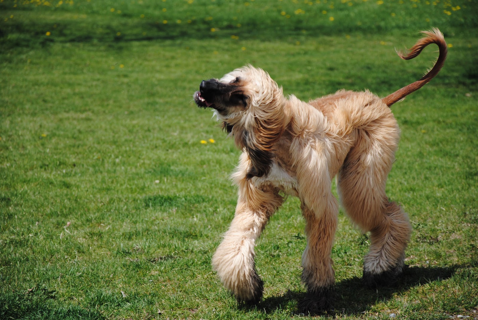 Hound Dog Rescue Groups at Brent Kuebler blog