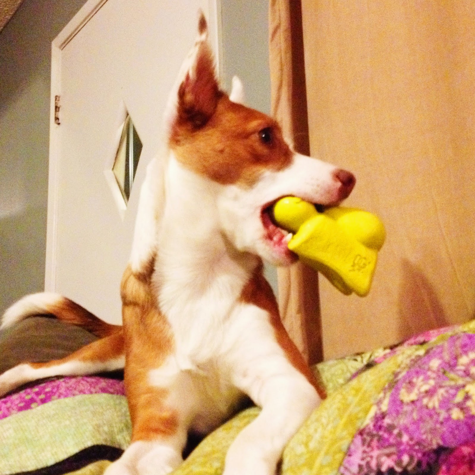 Rubicon Days Five Durable Dog Toys