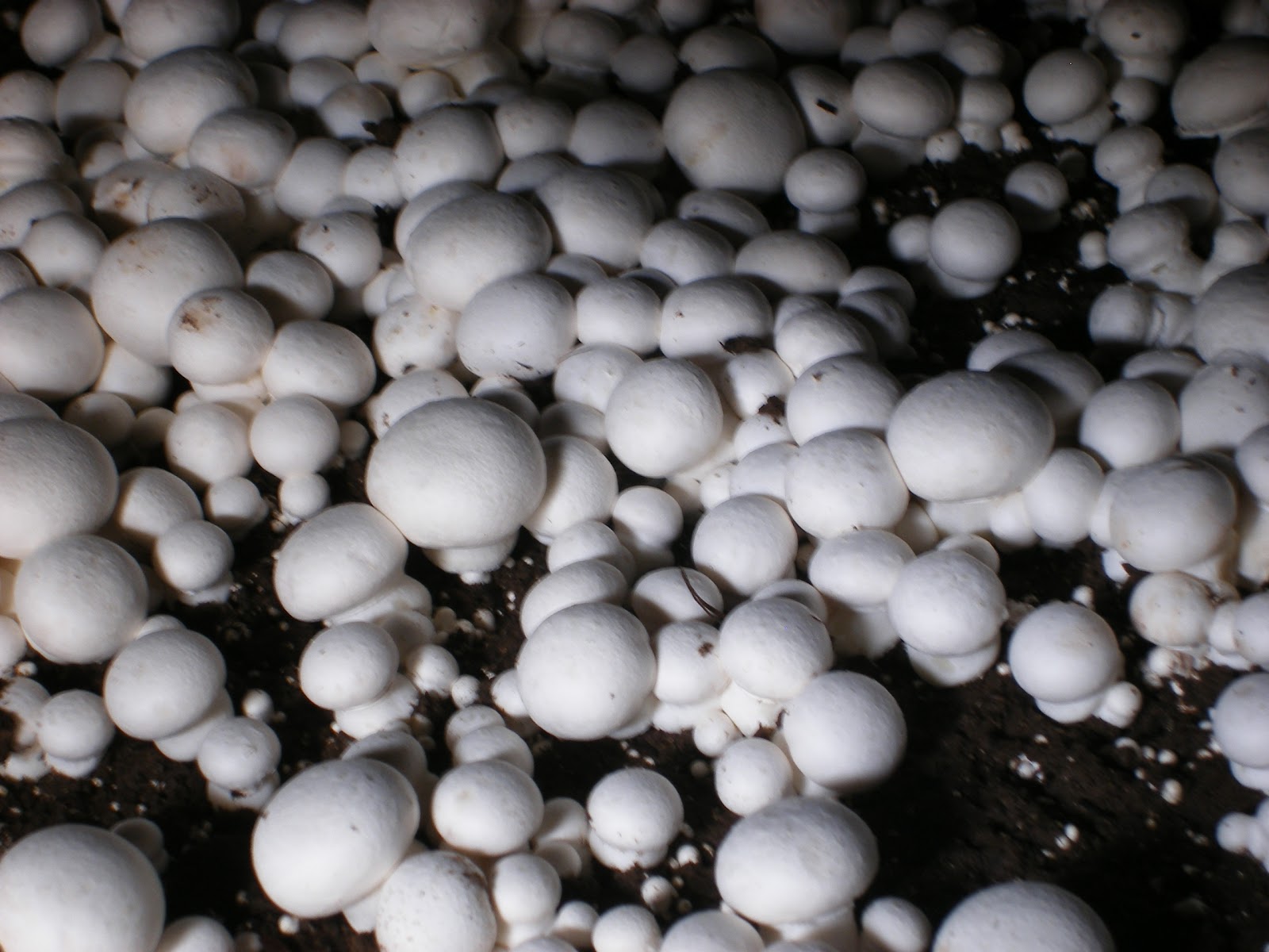 mushroom cultivation in india mushroom cultivation in india