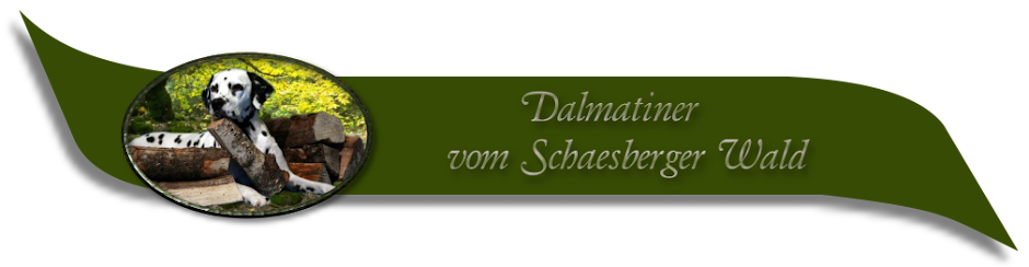 News Blog Dalmatiner vom Schaesberger Wald 