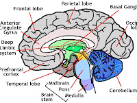 Brain Anatomy Diagram Brain Anatomy Diagram