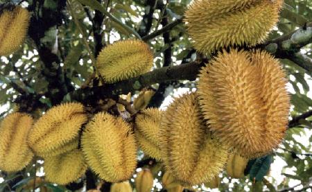 Durian dan buah perbedaan lai Buah lai