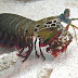 Mantis Shrimp - Mantis Shrimp Diet