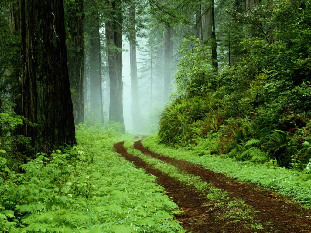 Download this Jungle Forest Road picture