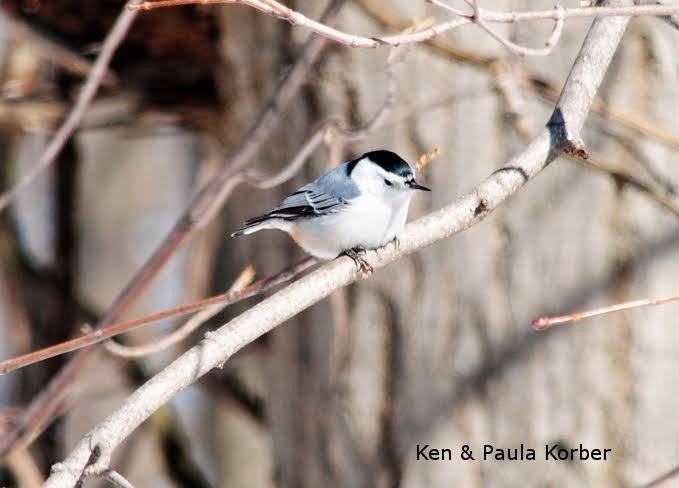 White Breasted Nuthatch perched