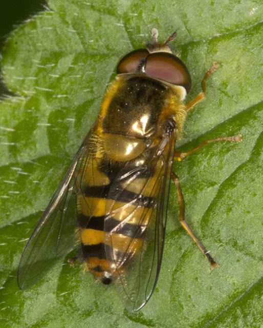 Epistrophe species.  Hoverfly.  Joyden's Wood, 12 May 2012.