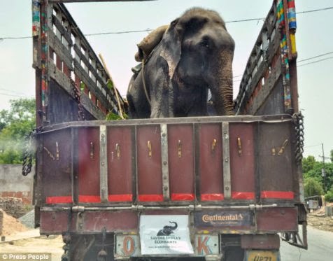 Raju, gajah yang dipasung selama 50 tahun Raju, gajah yang dipasung selama 50 tahun