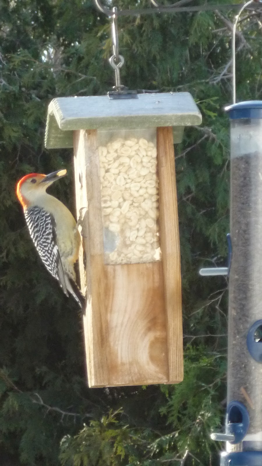 South Burlington birds Birds at peanut feederphotos South