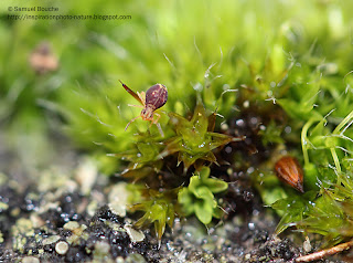 macro mousse et collembole