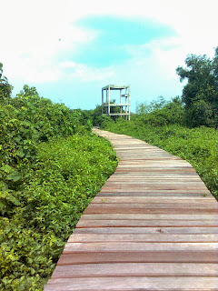 Wisata Hutan Mangrove Surabaya