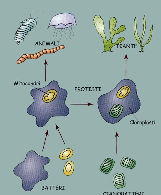 Teoría endosimbiótica: De procariota a eucariota