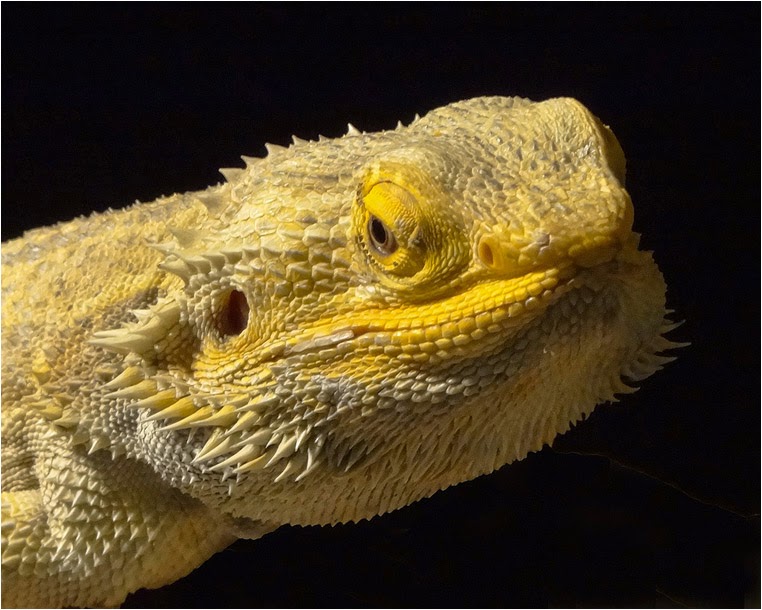 emphoka, photo of the day, Wendy Boucher, Sony DSC-HX100V emphoka, photo of the day, Wendy Boucher, Sony DSC-HX100V