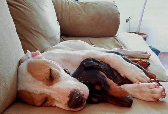 dogs as best friends, dogs sleeping together