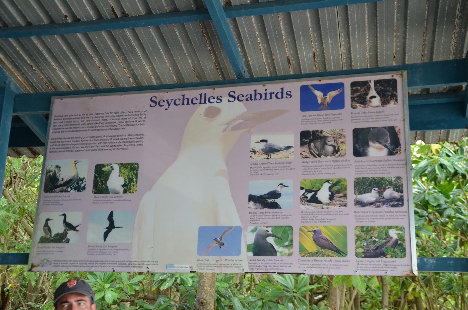 Les espèces d'oiseaux aux Seychelles Les espèces d'oiseaux aux Seychelles