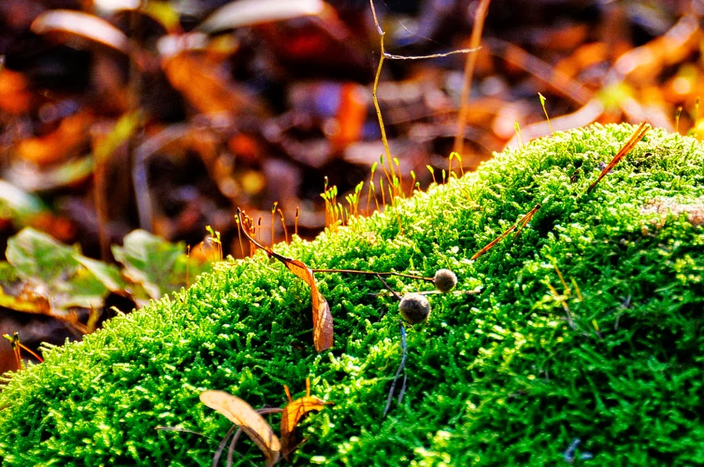Grasgefluster Oktober 2013