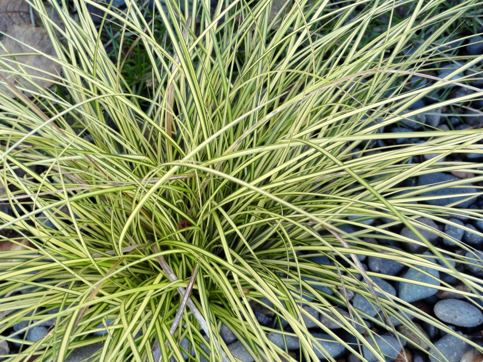 danger garden Carex brunnea ‘Jenneke’&hellip;my favorite plant