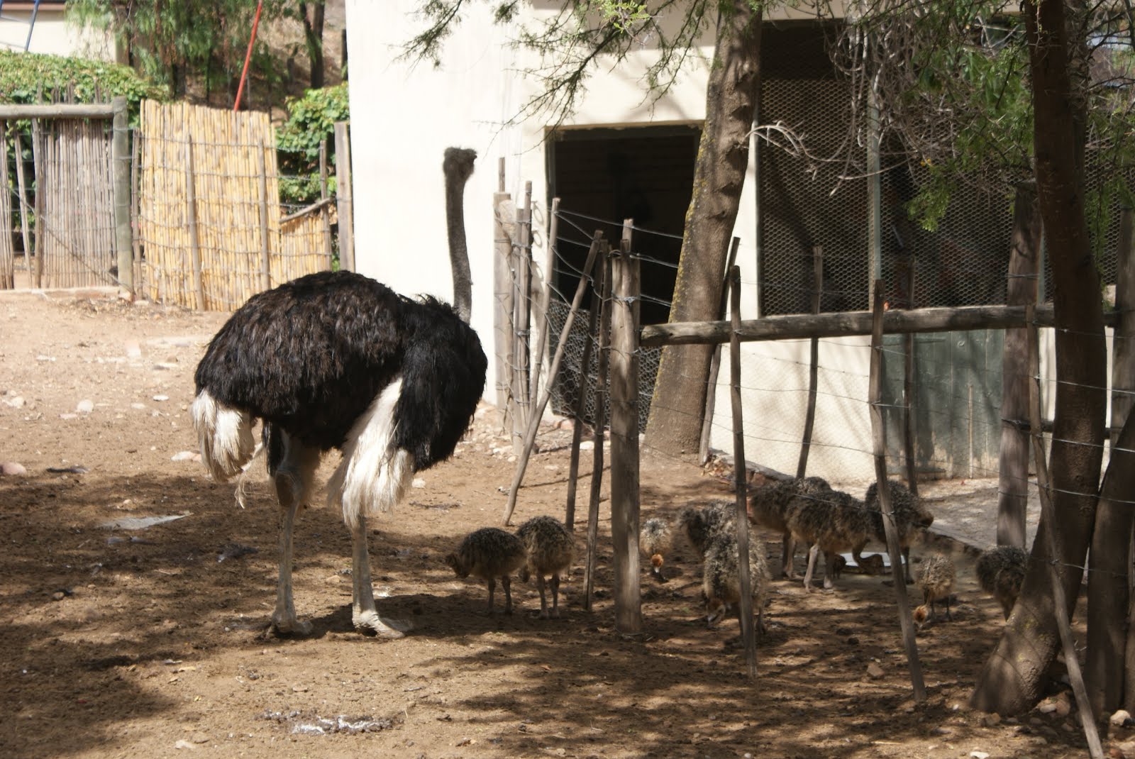 Grondpad Dromers Groot Voël Paradys Cango Volstruis Plaas, Oudtshoorn