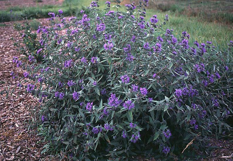 Gardening Granny S Gardening Pages Caryopteris